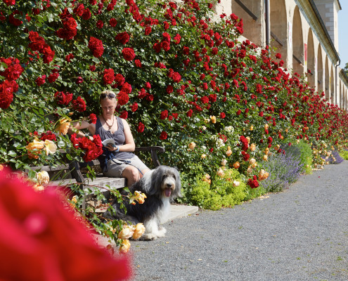 rosenwand©lichtstark_FW_0374