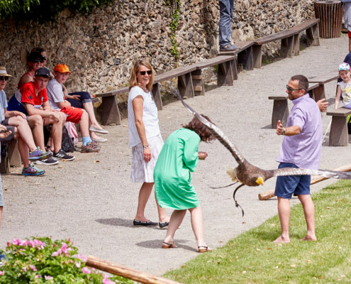 Seeadler@Lichtstark_X1A9590